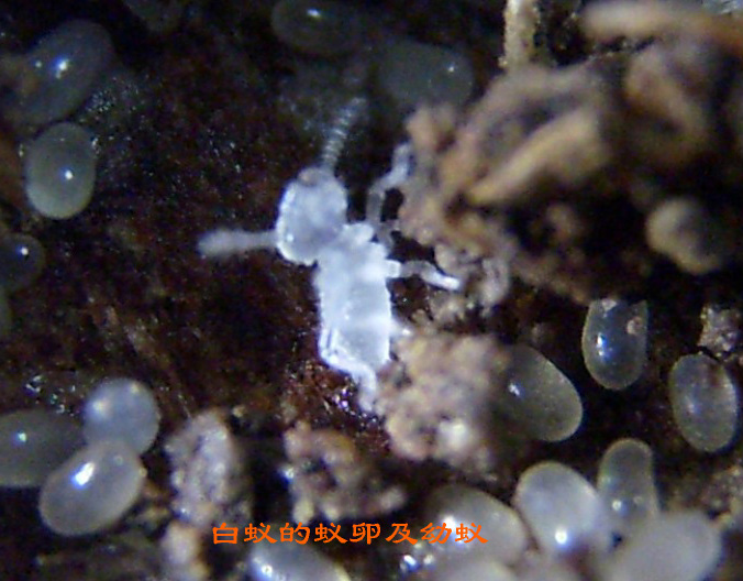 白蚁怎样产卵
